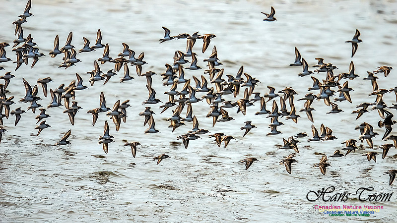 Shorbird Migration 138