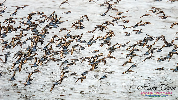 Shorbird Migration 139