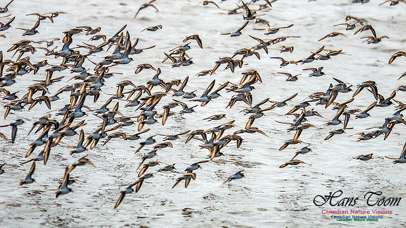 Shorbird Migration 139