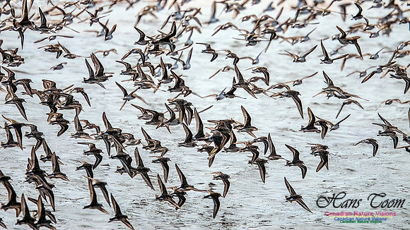 Shorbird Migration 140