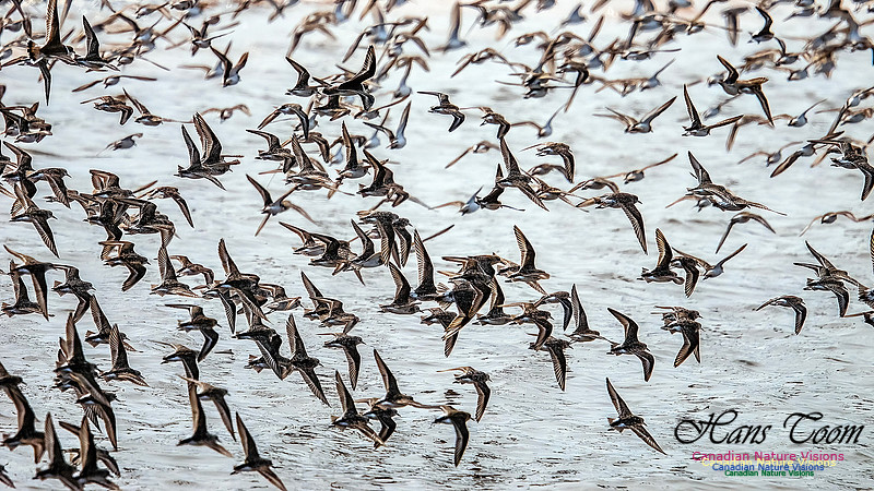 Shorbird Migration 140