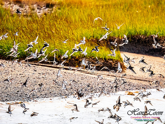 Shorbird Migration 137