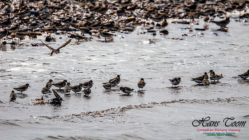 Shorbird Migration 141