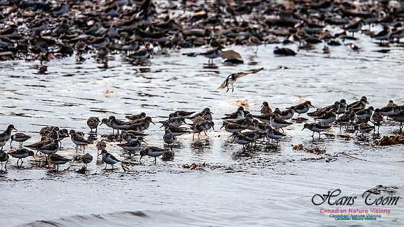 Shorbird Migration 142