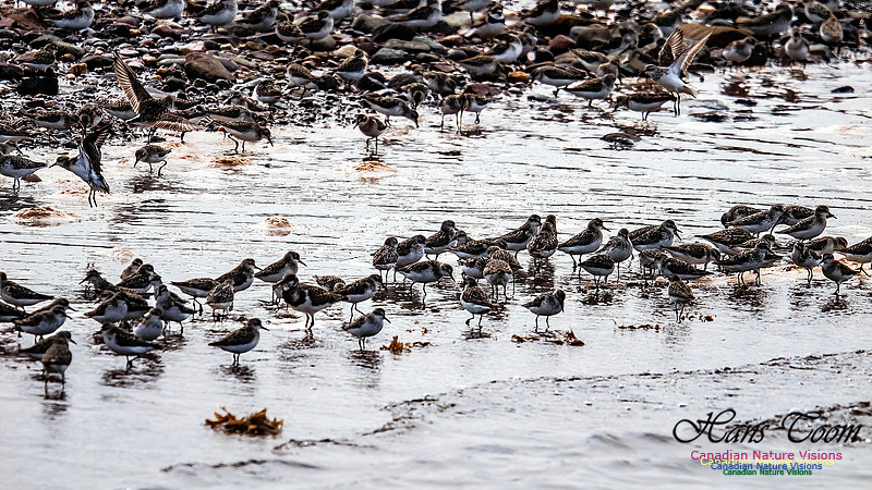 Shorbird Migration 143