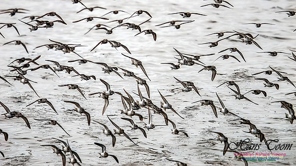 Shorbird Migration 145