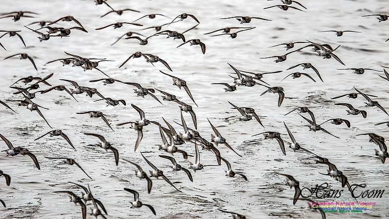 Shorbird Migration 145