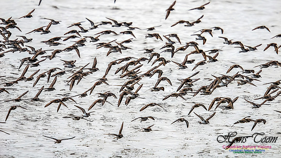 Shorbird Migration 146