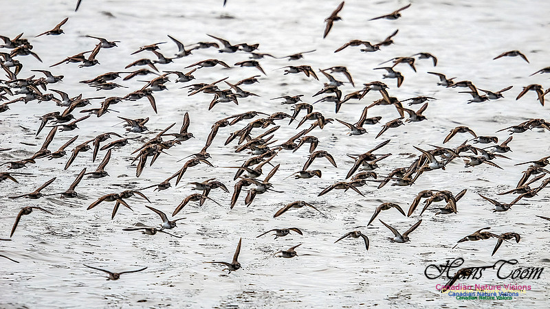 Shorbird Migration 146