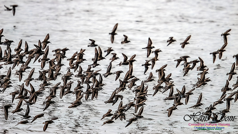 Shorbird Migration 147