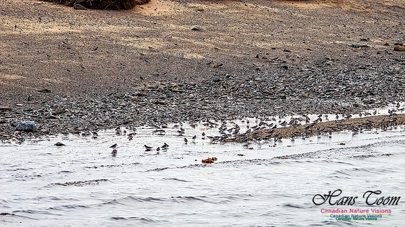 Shorbird Migration 144