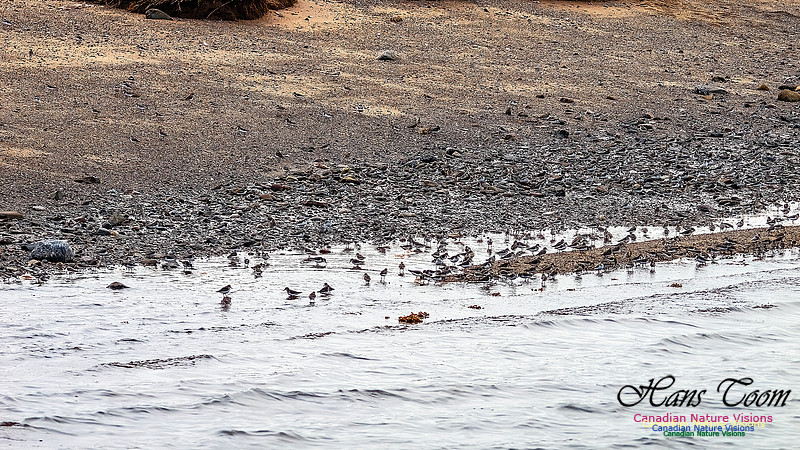 Shorbird Migration 144