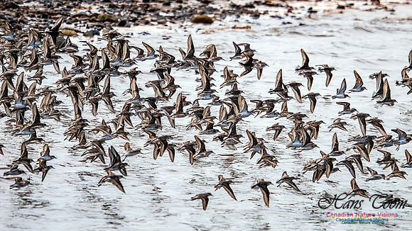 Shorbird Migration 148