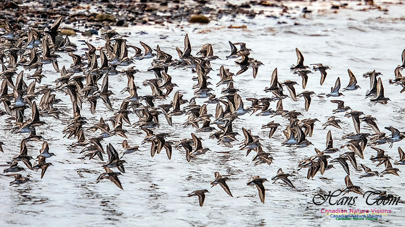 Shorbird Migration 148