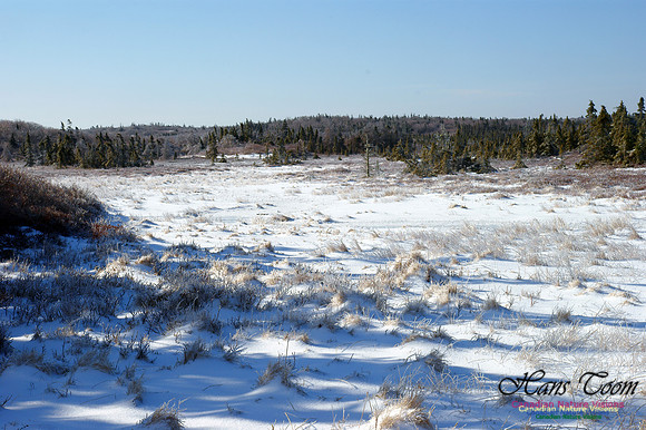 Frosty Morning Meadow