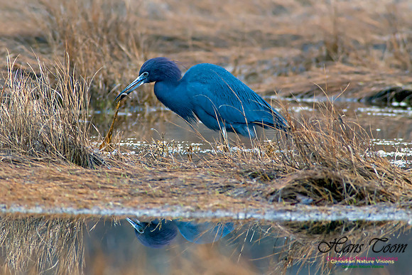 Little Blue Heron