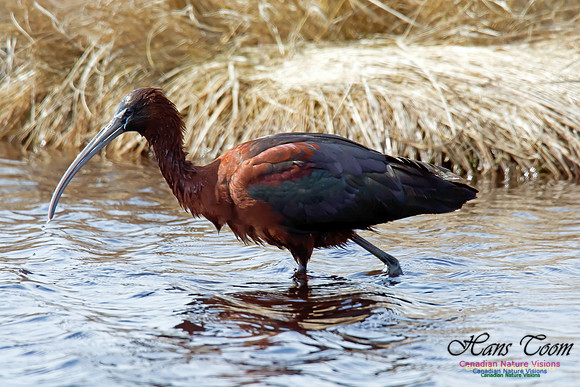 Glossy Ibis