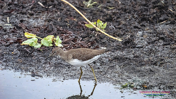 Solitary Sandpiper 202