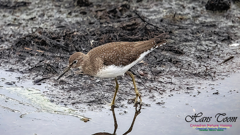Solitary Sandpiper 204