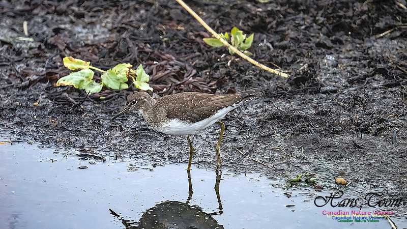 Solitary Sandpiper 201