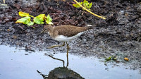 Solitary Sandpiper, the Encore