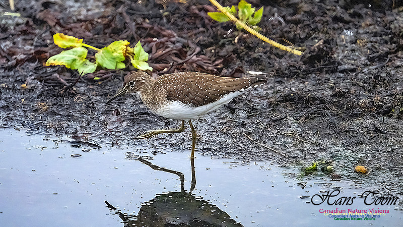 Solitary Sandpiper 200