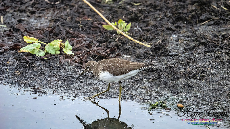 Solitary Sandpiper 203