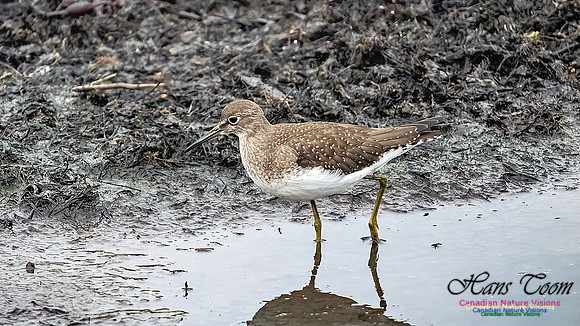 Solitary Sandpiper 205