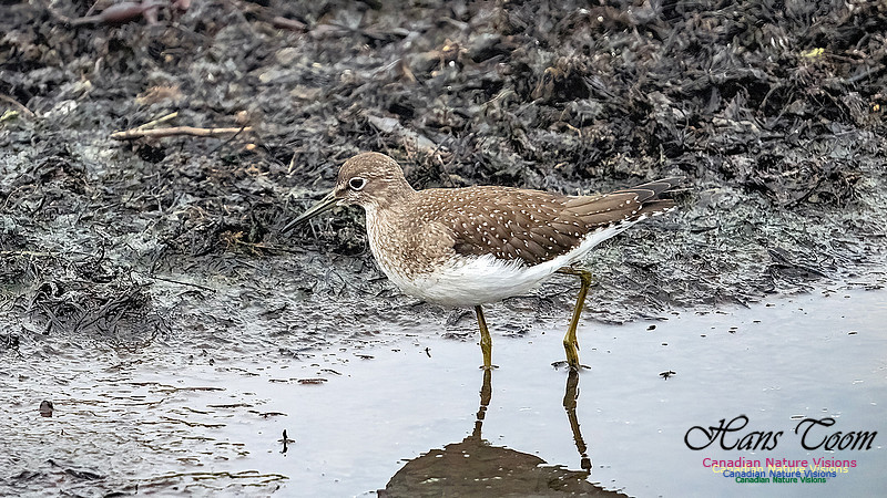 Solitary Sandpiper 205