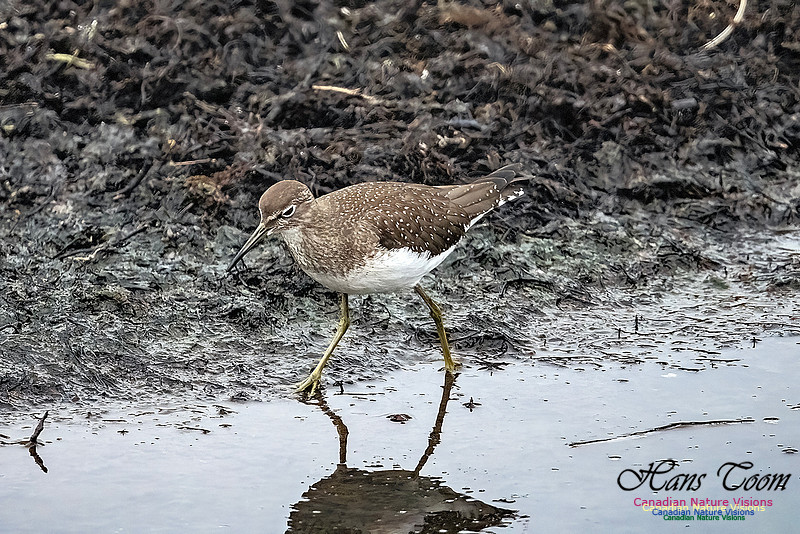 Solitary Sandpiper 206