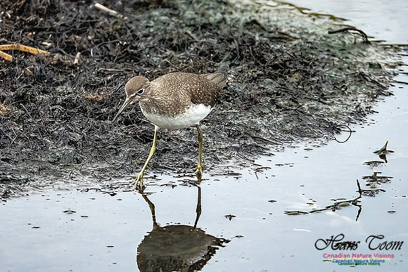 Solitary Sandpiper 207