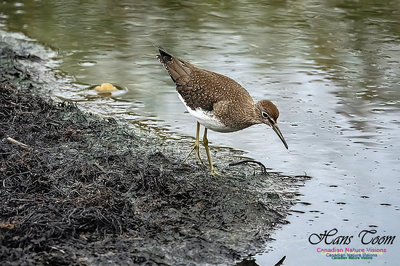 Solitary Sandpiper 208