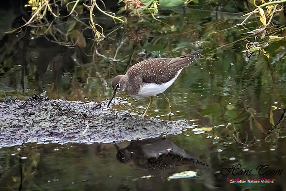 Solitary Sandpiper 209