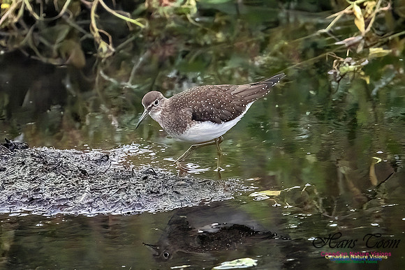 Solitary Sandpiper 210