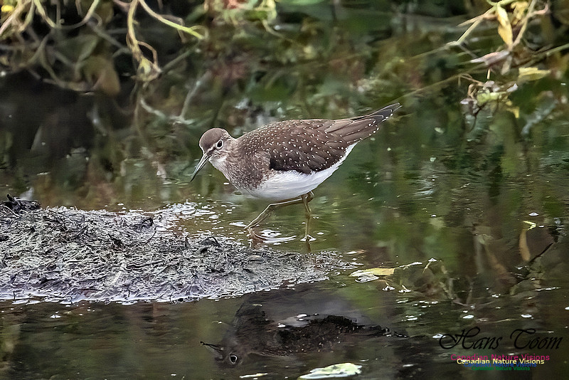 Solitary Sandpiper 210