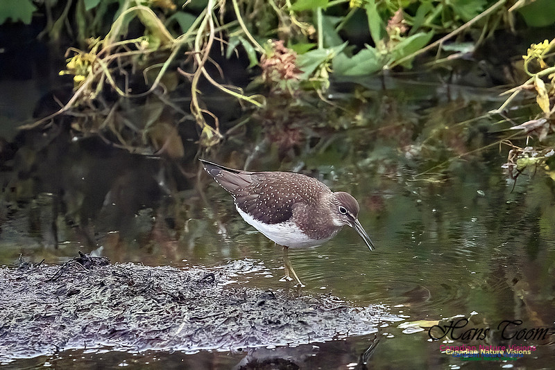Solitary Sandpiper 211