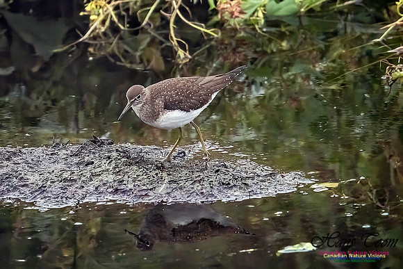 Solitary Sandpiper 212