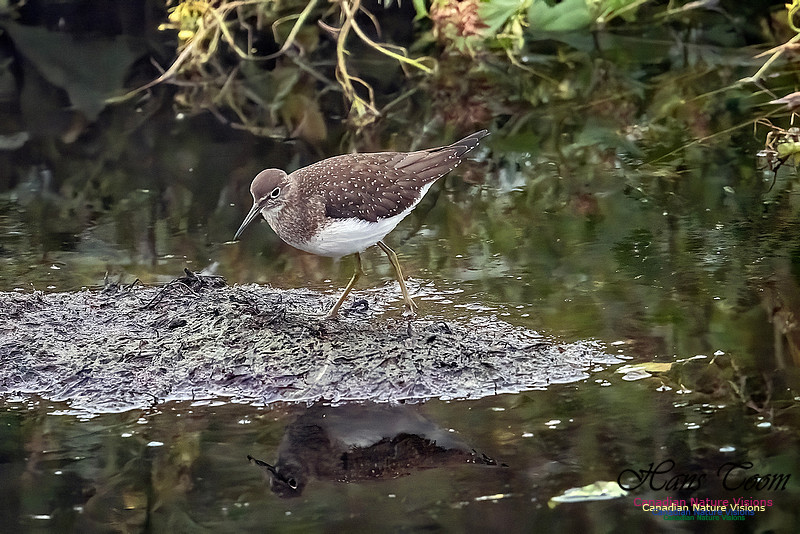 Solitary Sandpiper 212