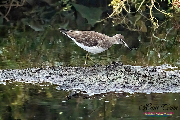 Solitary Sandpiper 213