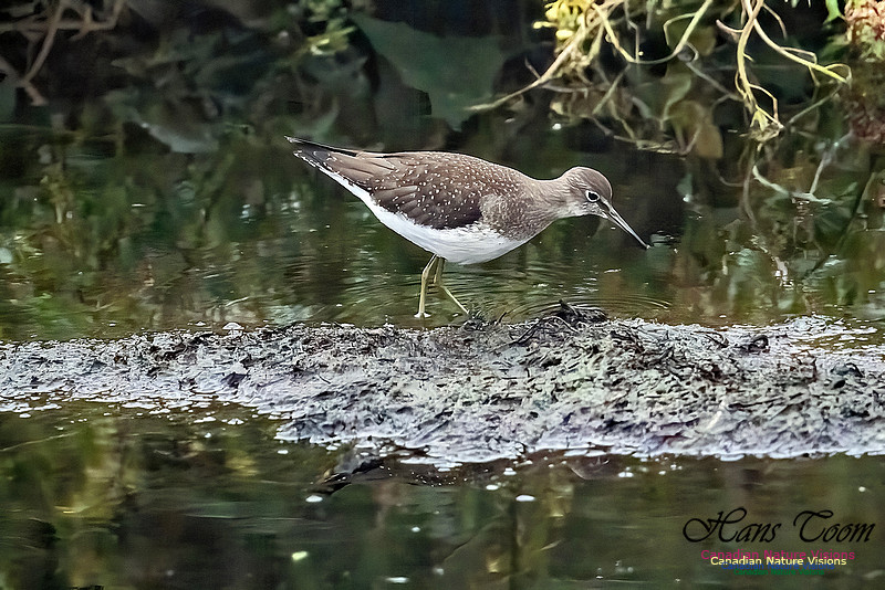 Solitary Sandpiper 213