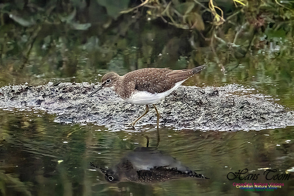 Solitary Sandpiper 214