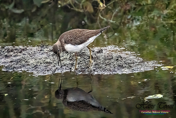 Solitary Sandpiper 215