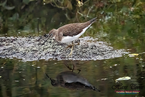 Solitary Sandpiper 216