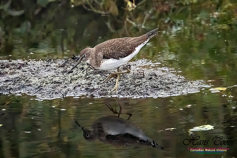 Solitary Sandpiper 216