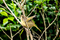 Common Yellowthroat