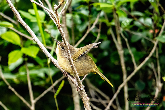 Common Yellowthroat 100