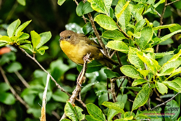 Common Yellowthroat 103