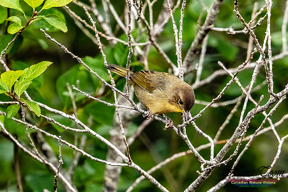 Common Yellowthroat 104