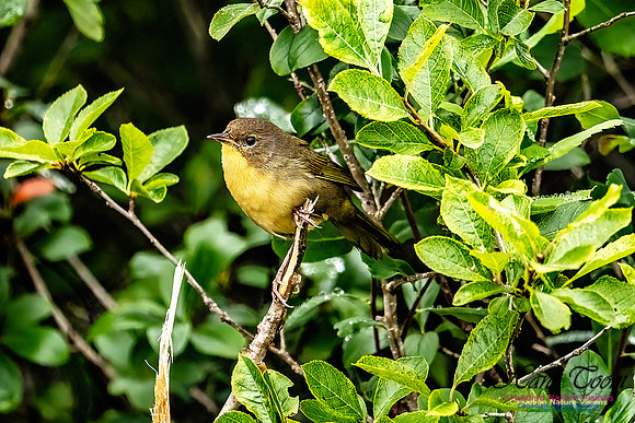 Common Yellowthroat 102