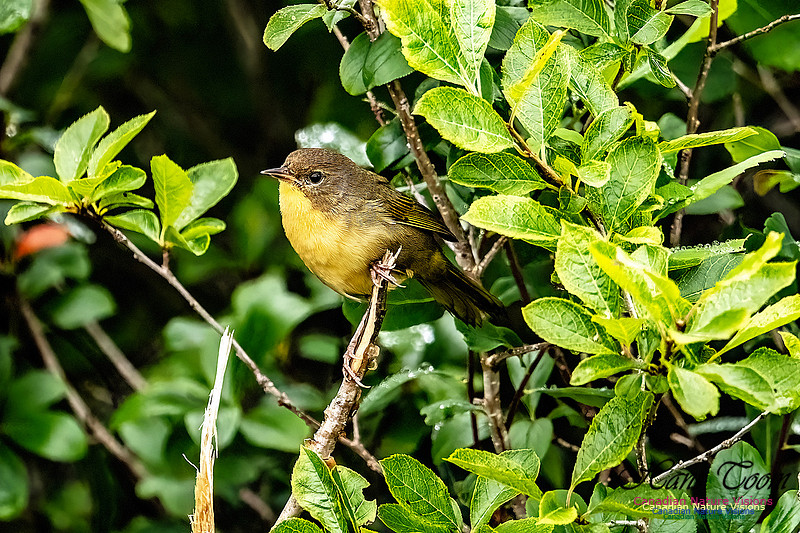 Common Yellowthroat 102
